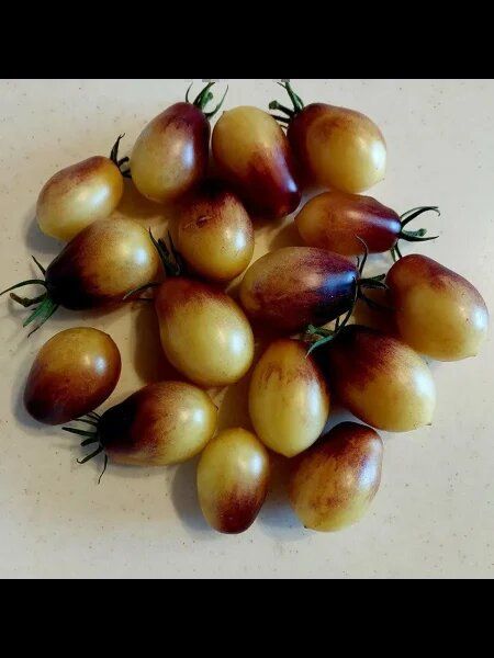 Томат Сказочный ангел: необычный сорт с двухцветной пикантной сладостью