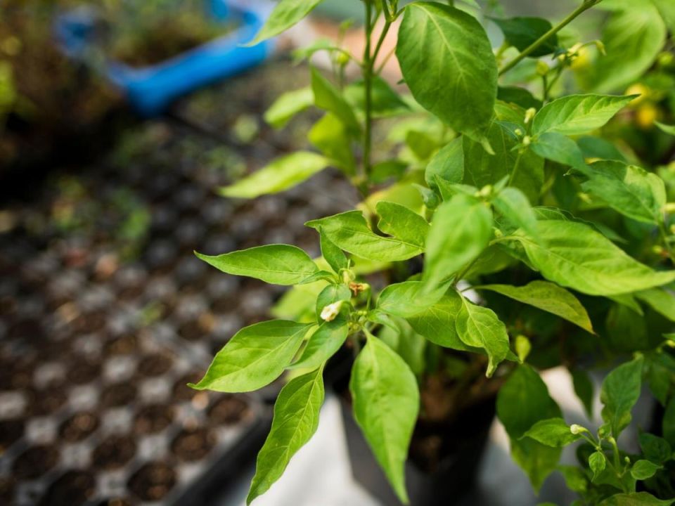 Полив аспирином для рассады: простое средство с эффективным эффектом