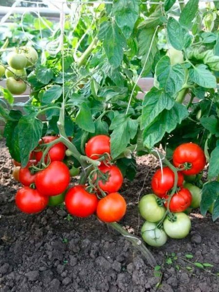 Томат Иришка: ранний урожай и неприхотливость для открытого грунта