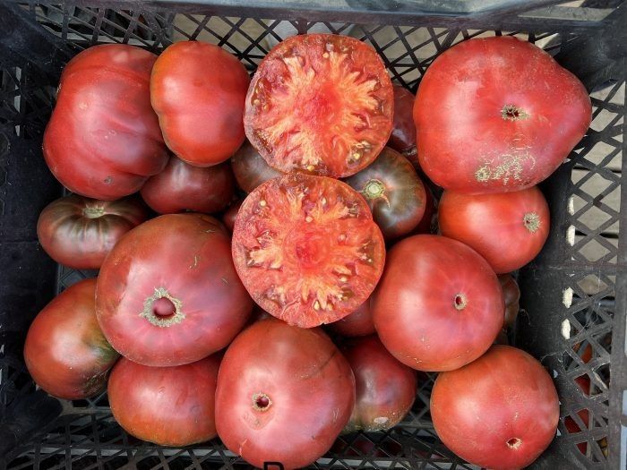 Ворлон — крупноплодный томат с яркой антоциановой окраской для теплицы и открытого грунта