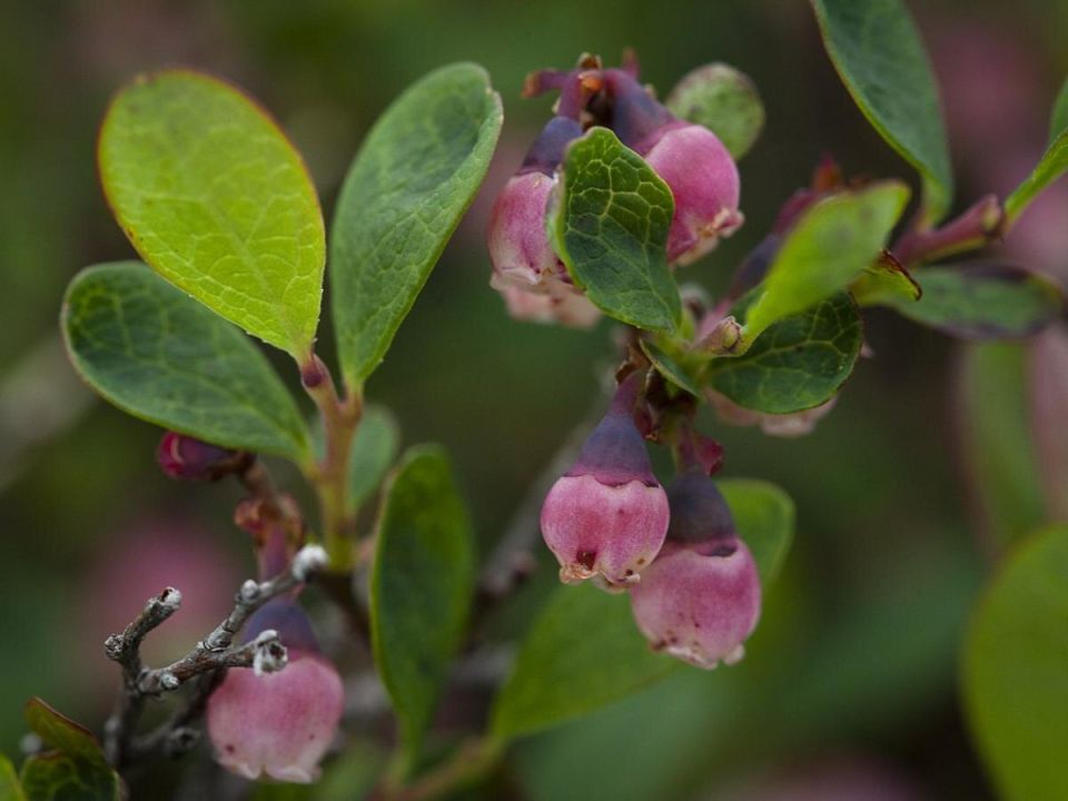 Секреты ухода за голубикой: как кофейная гуща помогает вырастить лучшие плоды
