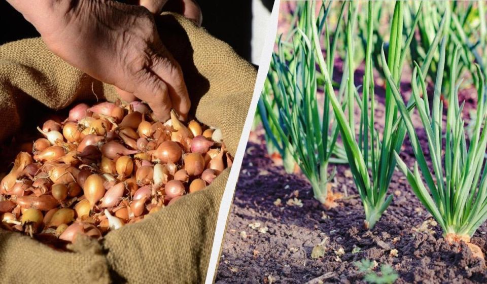 Как добиться богатого урожая лука: полезные советы по посадке