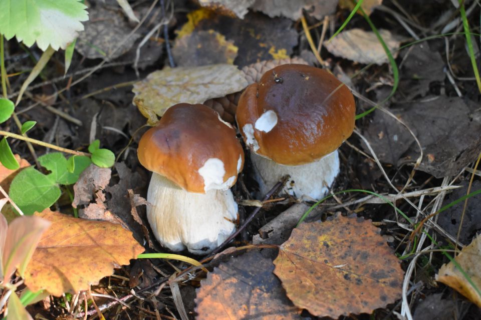 Зачем нам грибы: Мгновения, запечатленные в лесу