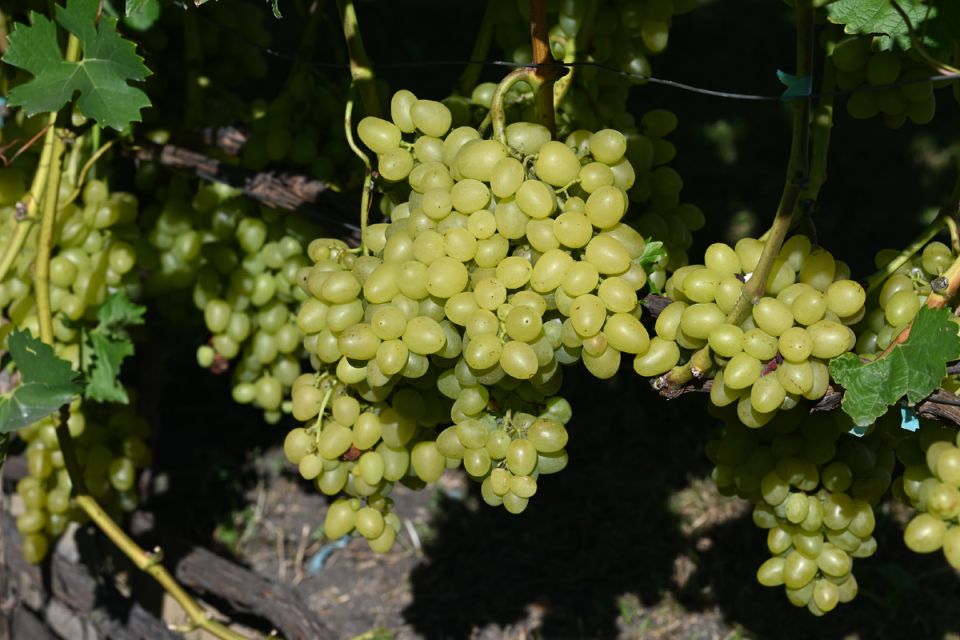 Как ускорить созревание винограда: простые и эффективные техники