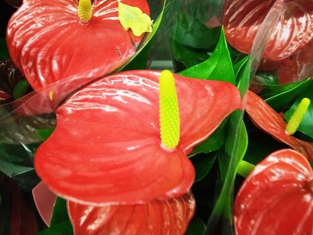 Что не любит антуриум: 5 основных противопоказаний экзотического растения