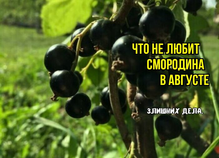 Секреты ухода за смородиной в августе: ошибки, которые ставят под угрозу урожай