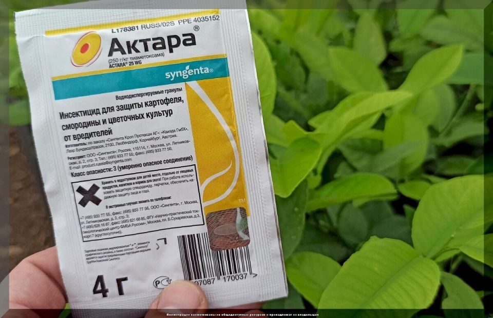 Как уберечь рассаду от опасных вредителей