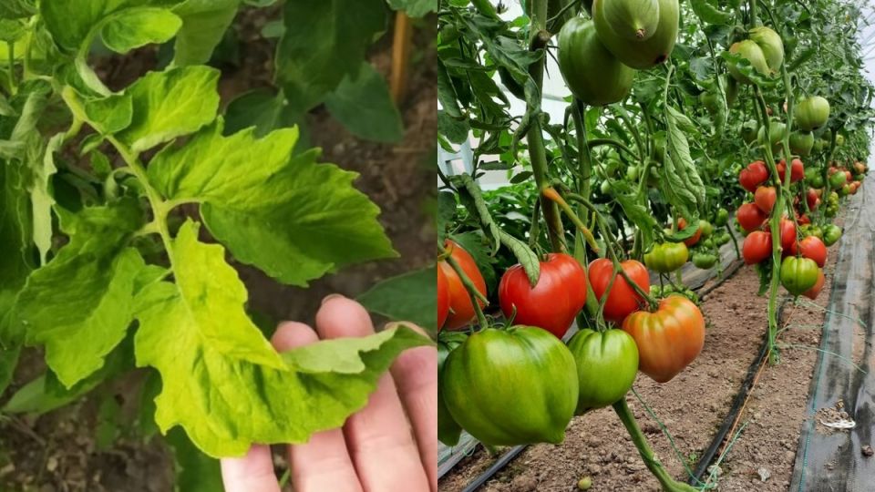 ��� ������� ��������� �� ���� �������� ��������� ������ �������