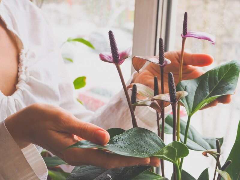 ��� ��������� �������� ��� ���������� �������� �������