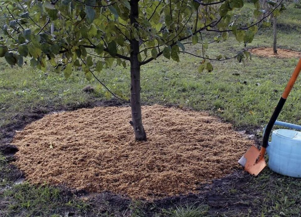 ������ ��� �����: ��������� � �������� ���� ���������