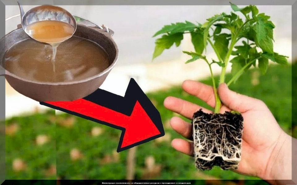 �������� ������ ��� ��������: 50 �������� � ������� ��� ����������