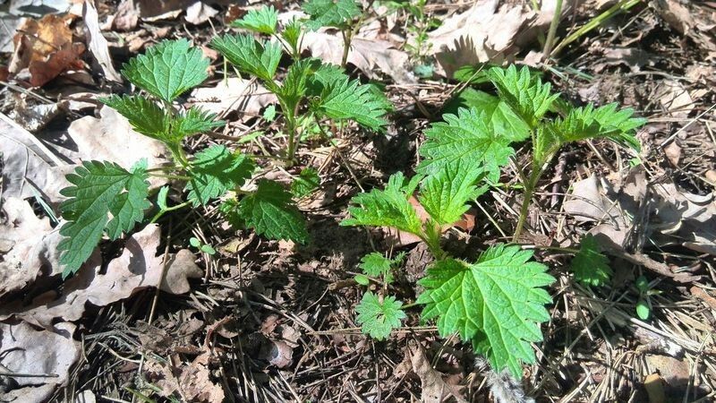 ������� ��� �� �������: ������� � �������� ��������� �� ��� ����