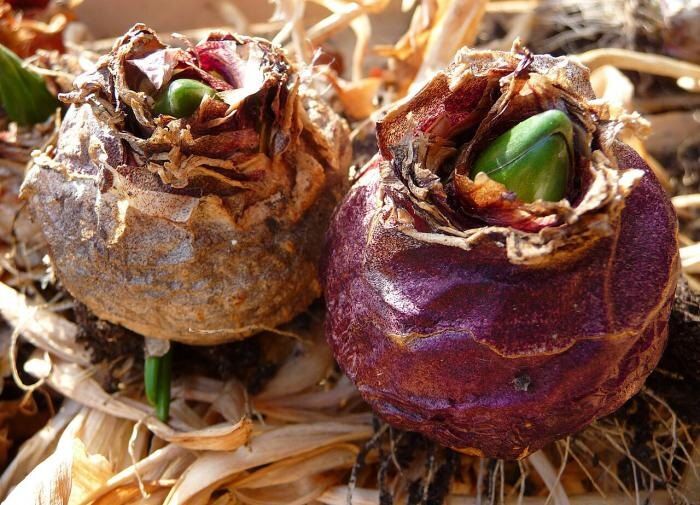 ��� ��������� ���������� ���������� ��� ������������ ��������