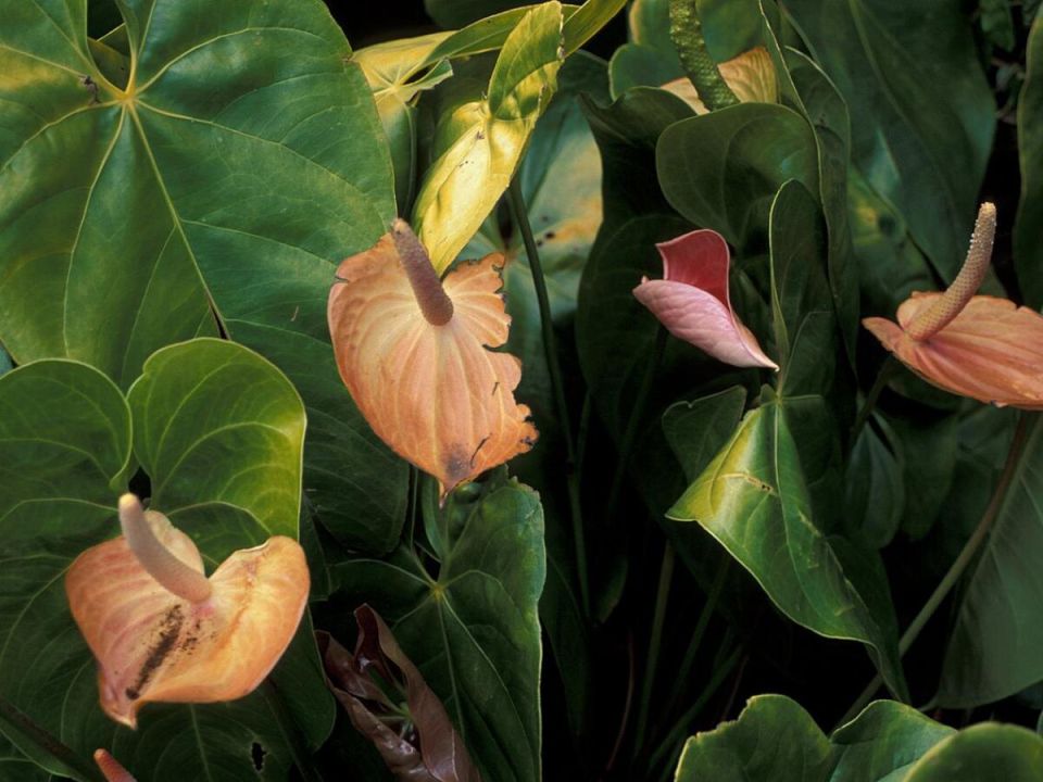 ��������: ������� �������� � ����� ����