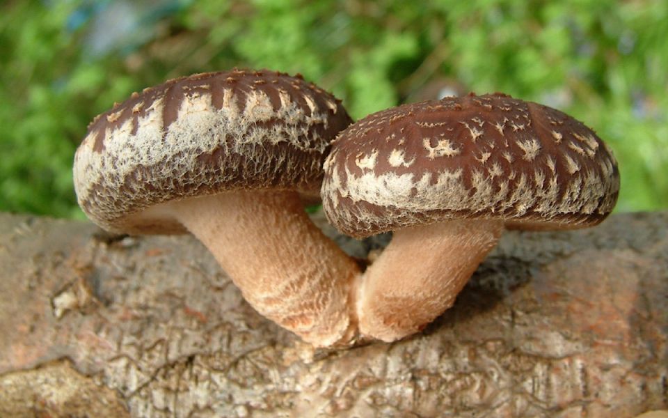 �������: ��������� ����, ��������� ������������� ����