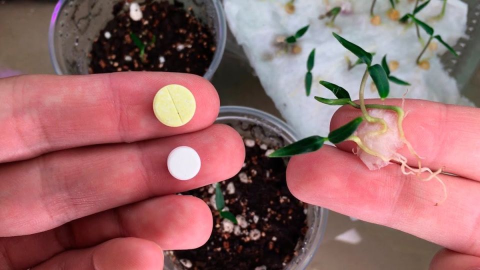 ����������� ��������� ��� ����������� �����: ��� �������� ���������� ���������