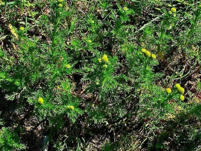 ������� �������