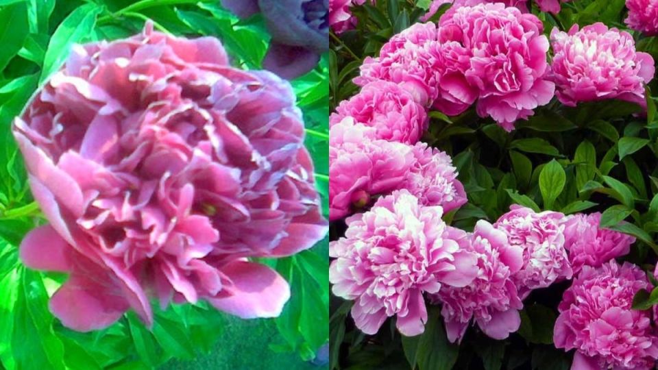 Три простых совета для пышного цветения пионов