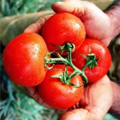 ����� �����������: ��������� ����� ��� ��������� �������