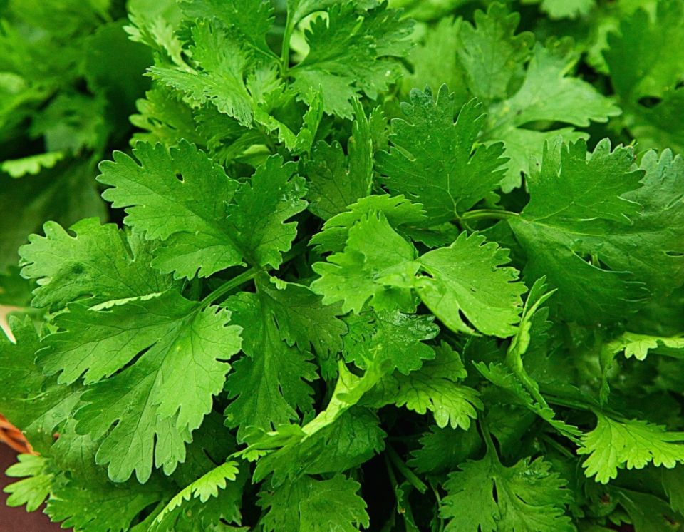 Кориандр: ароматная пряность для вашего стола