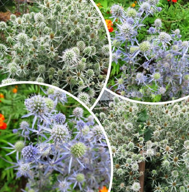 Синеголовник: как идеальное сочетание красоты и неприхотливости привлекает садоводов