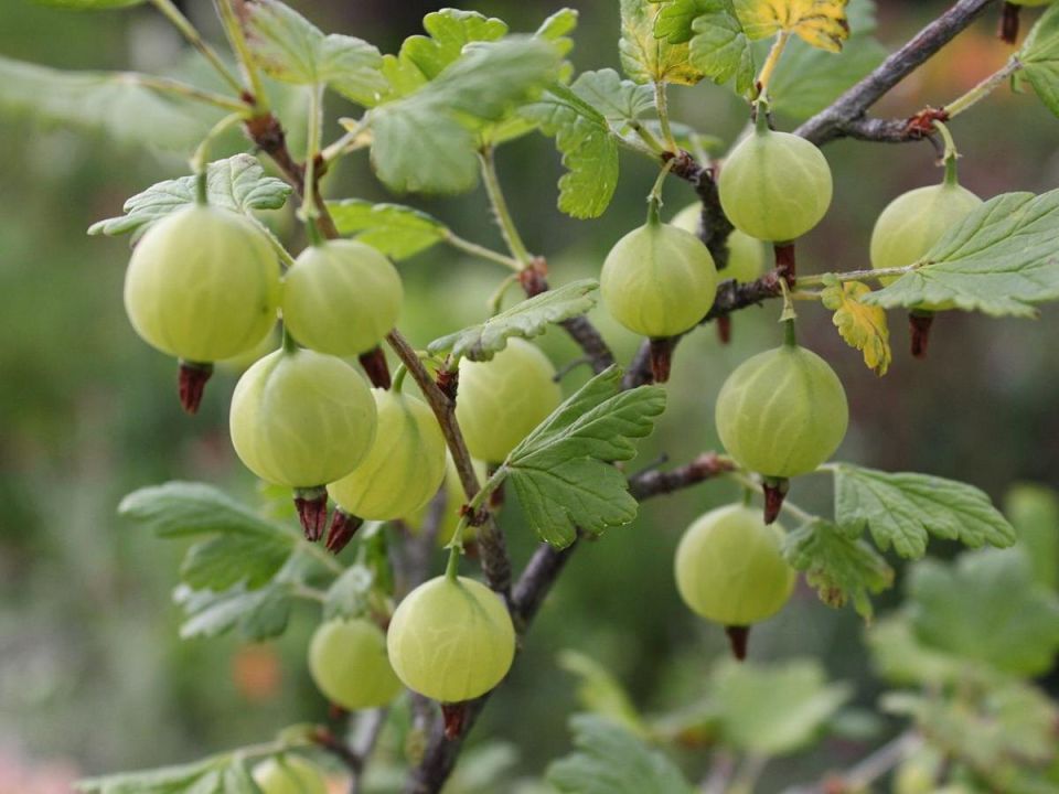 ��������� ��� �����: ��������� ����� ��� ������� ���� ��� �����