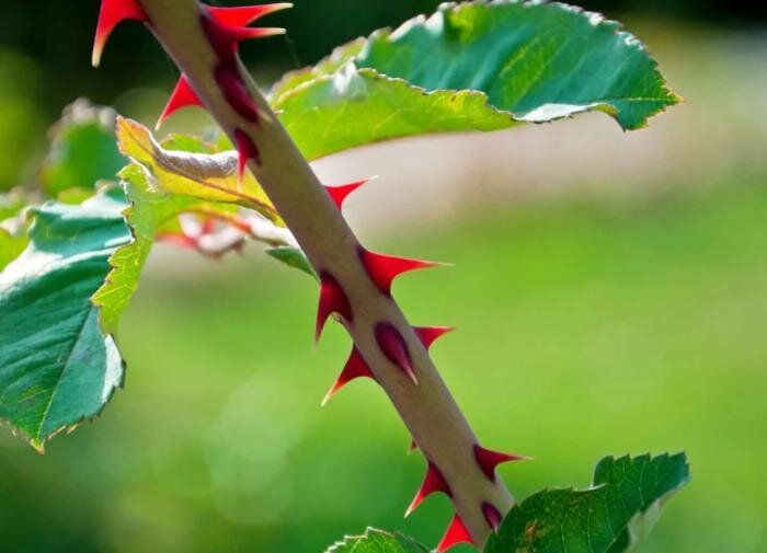 ��� �������� ���������� �� ��������