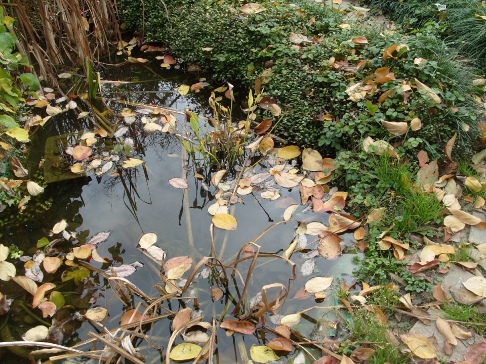 ��� ����������� ������ � ����: ������ ��� ��������