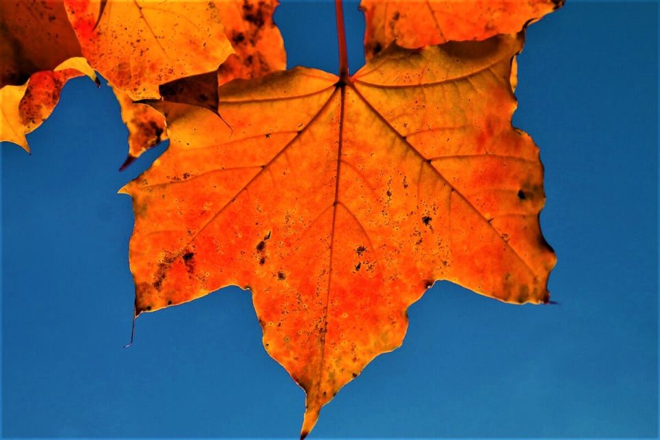 ��� ���������� ������������ ������� ������: ���� ���������� �������� ��� ������ ����