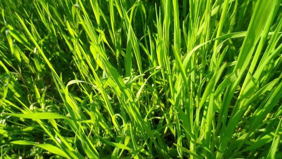 ��� ��������� ��������� �� �������: ������� �������� � �������