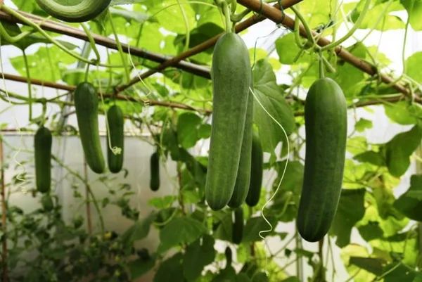 ��� ��������� ����������� ������: ������������ ������