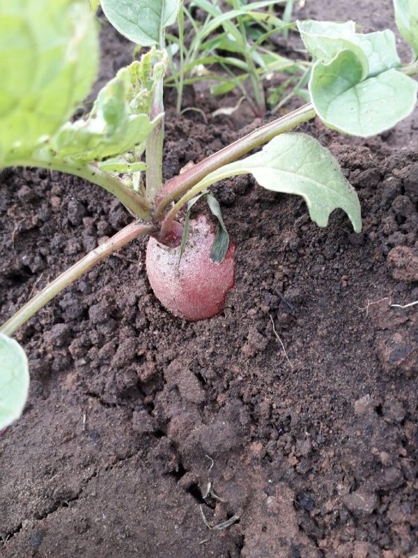 ��������� ���������: ��� ����� � �������� ����� ����� ��������� �����