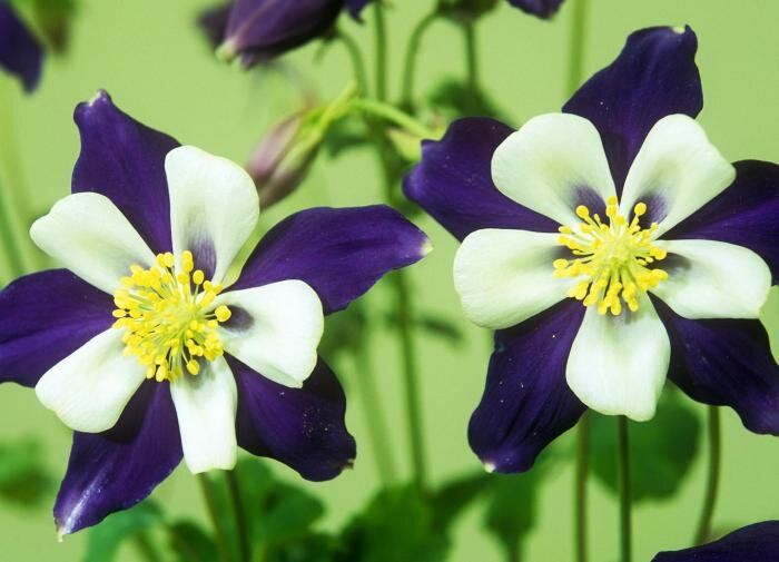 ���������: ������� ���������� ������ ����