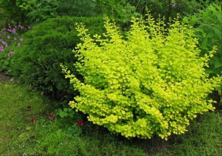 Барбарис для вашего сада: выбираем идеальный сорт