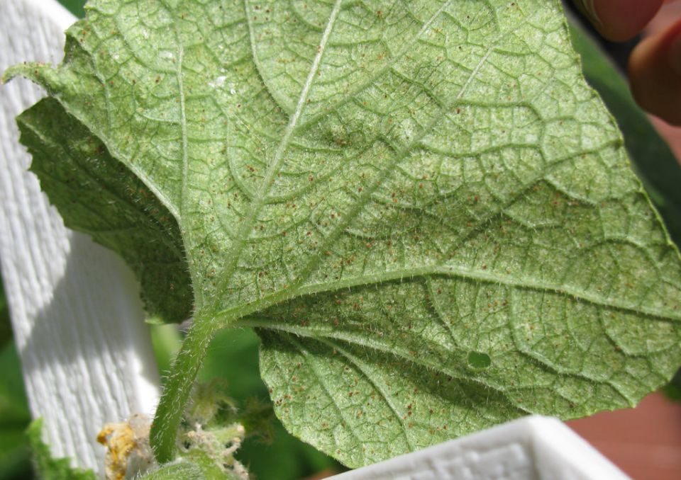 ��� ������ ������ �� ���������� ����� � ���������� ������� ������