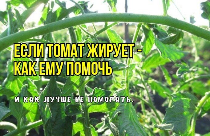 Томатные проблемы: почему ваши растения «жируют» и как этого избежать