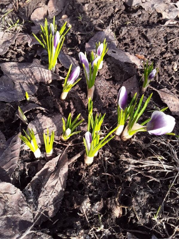 Сад цветущих чудес в самом разгаре