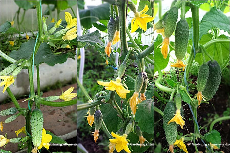 ��� ��������� �������� ������ � ������� ��� ������� � ��������� ������