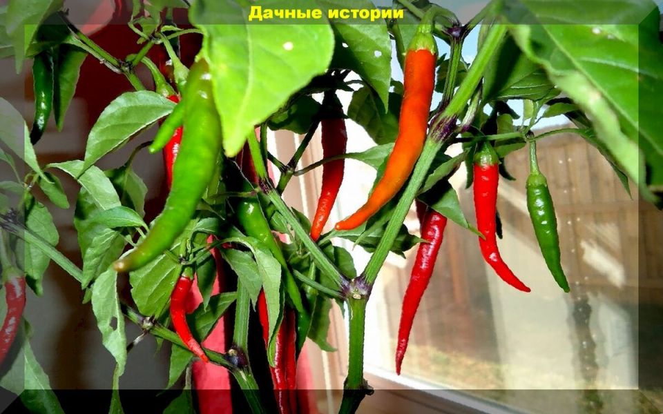 Как организовать зимний огород на подоконнике: пять простых правил