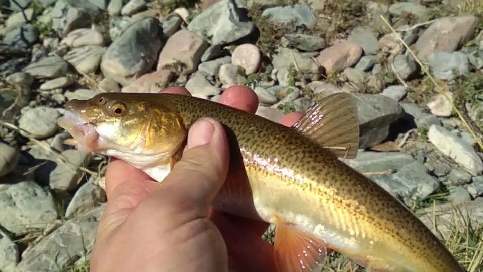 Кого из рыб лучше избегать: десять самых опасных для здоровья