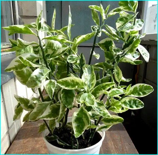 Педилантус: экзотический друг, который покорит ваше сердце