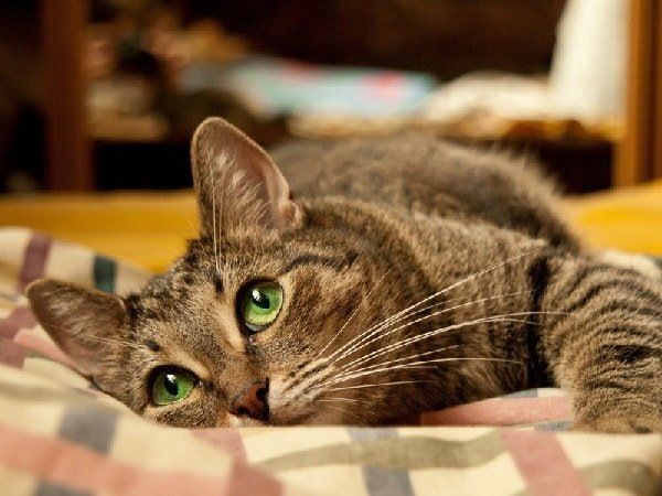 Женщина как кошка: миф или реальность?