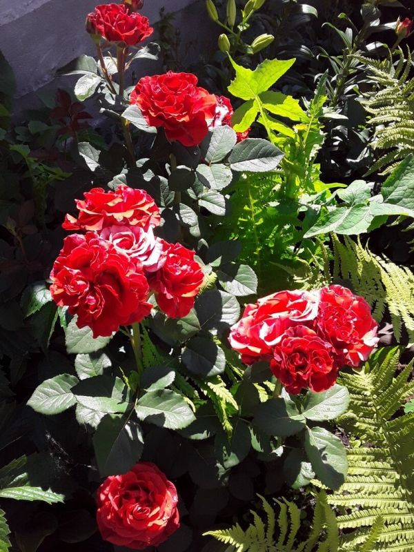 ������ � ������ �����: ��� �������� � ����?