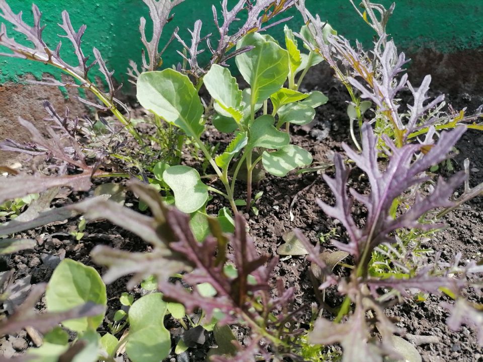 ���� �� �������� ����� 1-2 ������ ����� �������