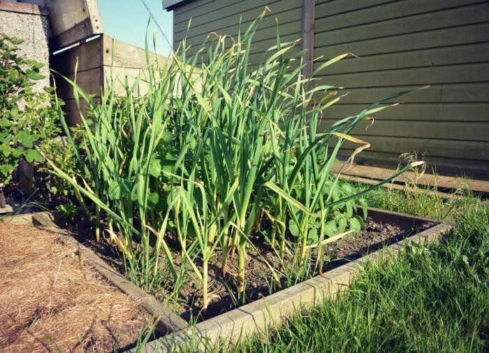 Эффективные натуральные средства против насекомых