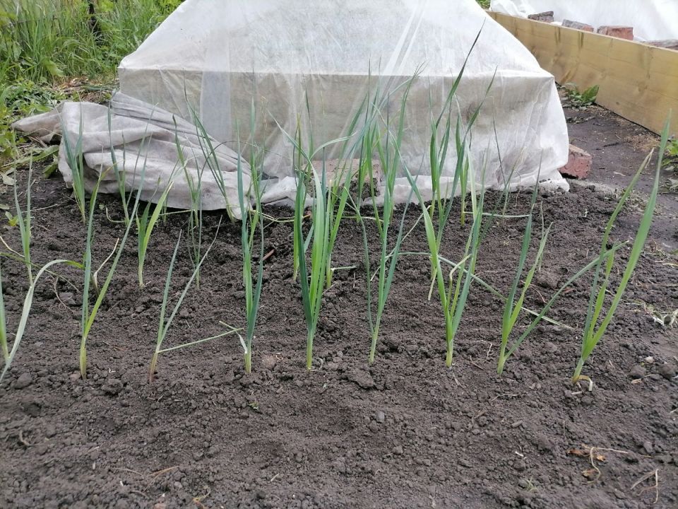 Лук-порей: секреты успешного выращивания без лишних хлопот