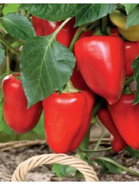 ����� �������: ������ ���� � ������� �������� �������, ������� ������� ��� ������